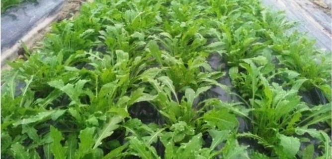 rucola-iv-gamma-ok