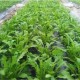 rucola-iv-gamma-ok
